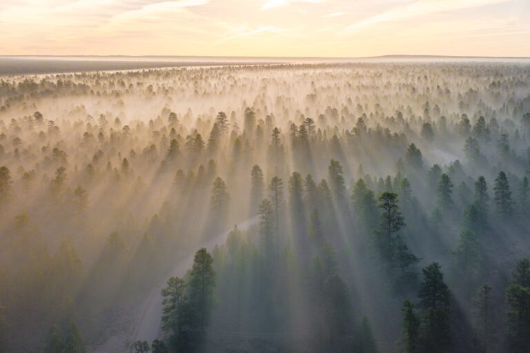 mountain with trees covered with fogs at daytime