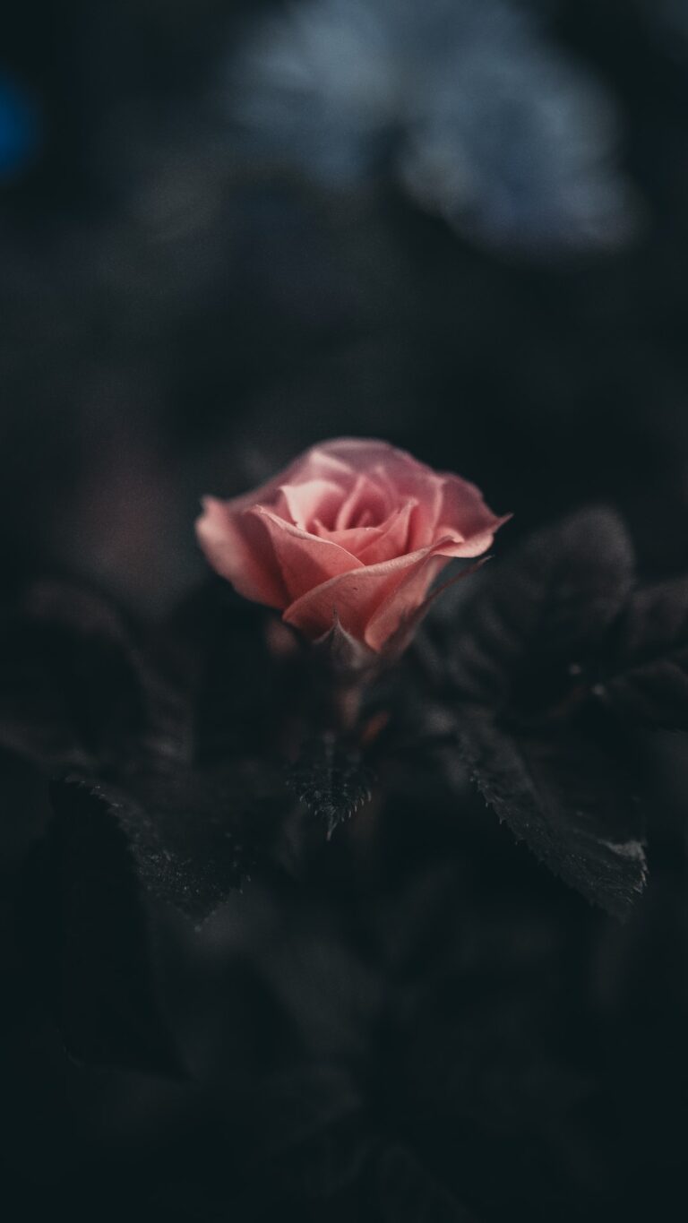 pink rose flower in selective photography